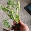 Kırlangıç Otu Fidesi Açık Kök Saksısız 1 Adet 3 Yaşında - 3