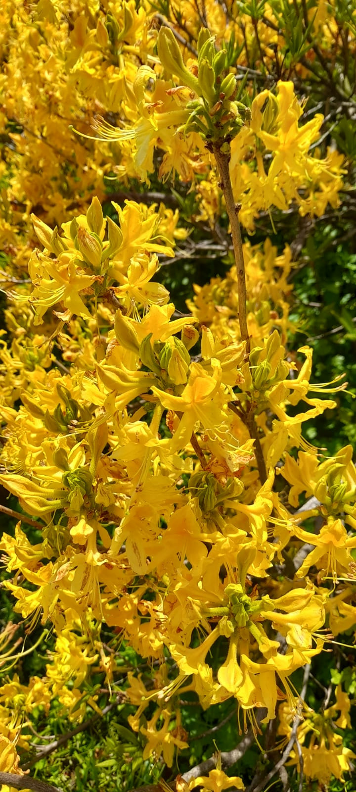 Komar Balı (Delibal)