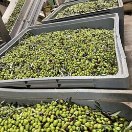 Ayvalık Tipi Kıraç Zeytininden Üretilmiş Mut Zeytinyağı