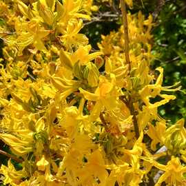 Komar Balı (Delibal)