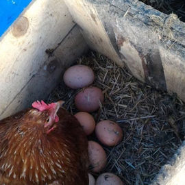 15’Li Gezen Tavuk Yumurtası