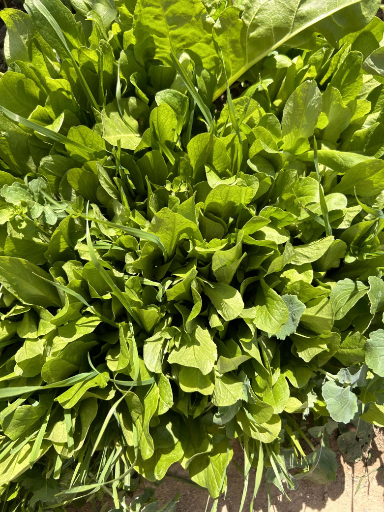 Kıvırcık Fidesi 10 Adet Açık Kök