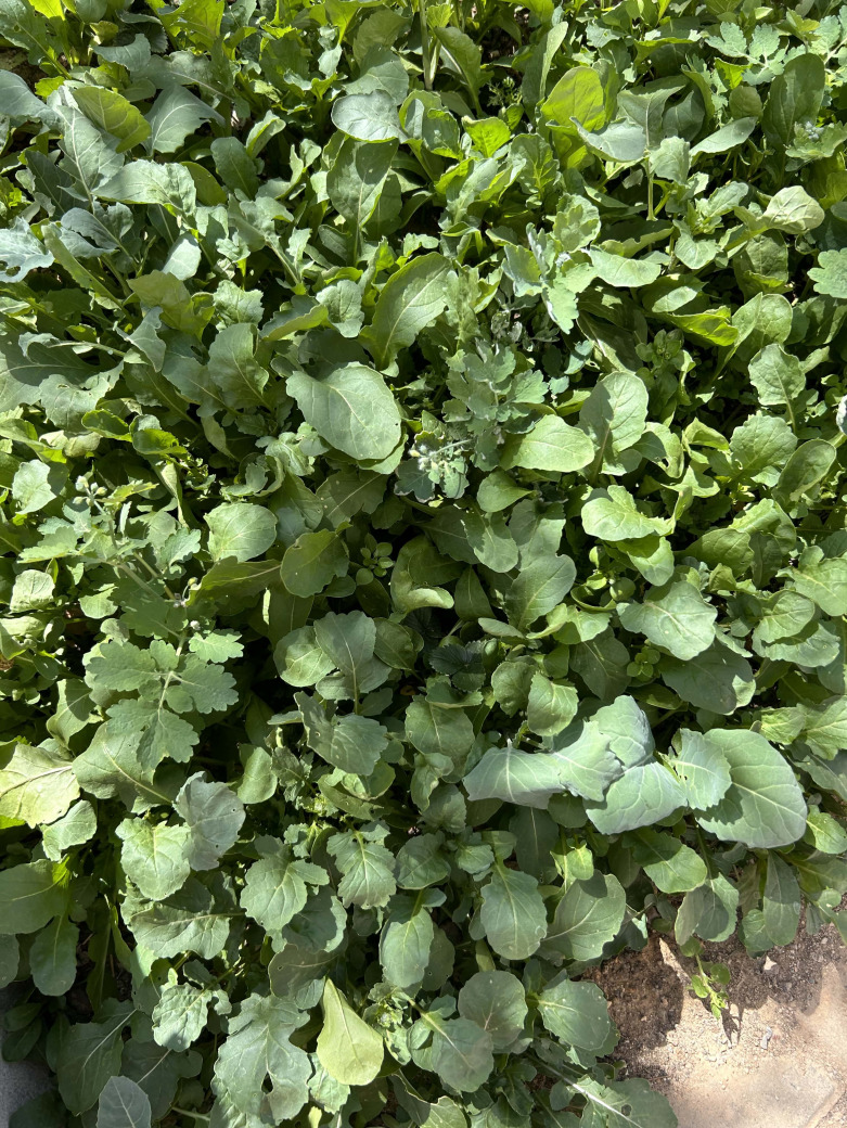 Roka Fidesi 10 Adet Açık Kök