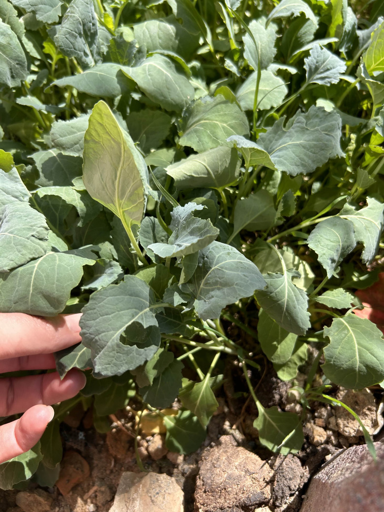 Karalahana Fidesi 10 Adet Açık Kök