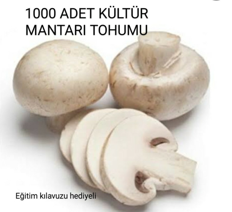 Kültür Mantarı Tohumu 1000 Adet