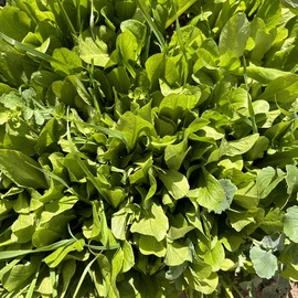 Kıvırcık Fidesi 10 Adet Açık Kök