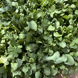 Roka Fidesi 10 Adet Açık Kök