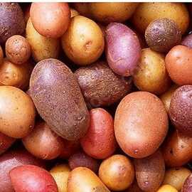 Tohum Paketi Karışık Kırmızı Sari Beyaz