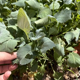 Karalahana Fidesi 10 Adet Açık Kök