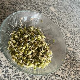 Çimlenmiş Maş Fasülyesi