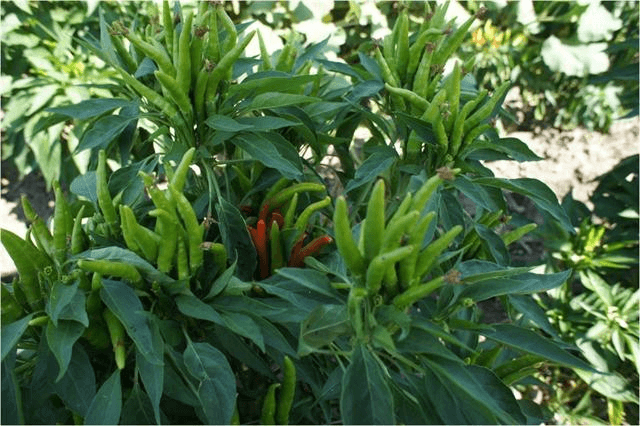 Yedikardeş Biberi(Acı Süs Biberi)(20 Adet)