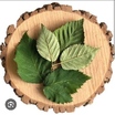 Böğürtlen Yaprağı Çayı (Taze) 100 Gram - 2