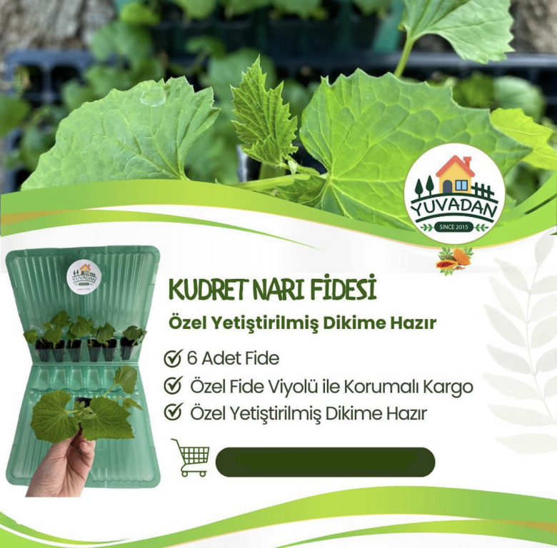 Ekime Hazır, 6 Adet Kudret Narı Fidesi ,özel Viyol Fideliği Ile