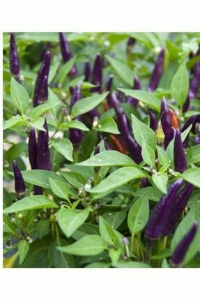 Mor Biber Fidesi (Acı Süs Biberi)(20 Adet)