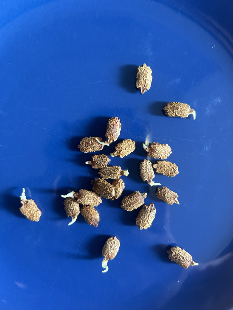 Kudretnarı Tohumu Filizlenmiş 10 Adet