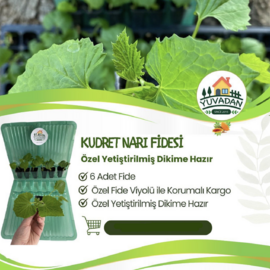 Ekime Hazır, 6 Adet Kudret Narı Fidesi ,özel Viyol Fideliği Ile