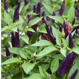 Mor Biber Fidesi (Acı Süs Biberi)(20 Adet)