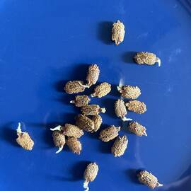 Kudretnarı Tohumu Filizlenmiş 10 Adet