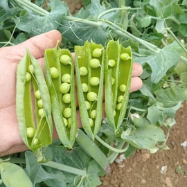 Organik Araka Bezelye 