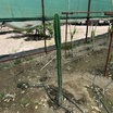 Ejder Meyvesi ( Ve 1 Adet Peru Elması ) - 6