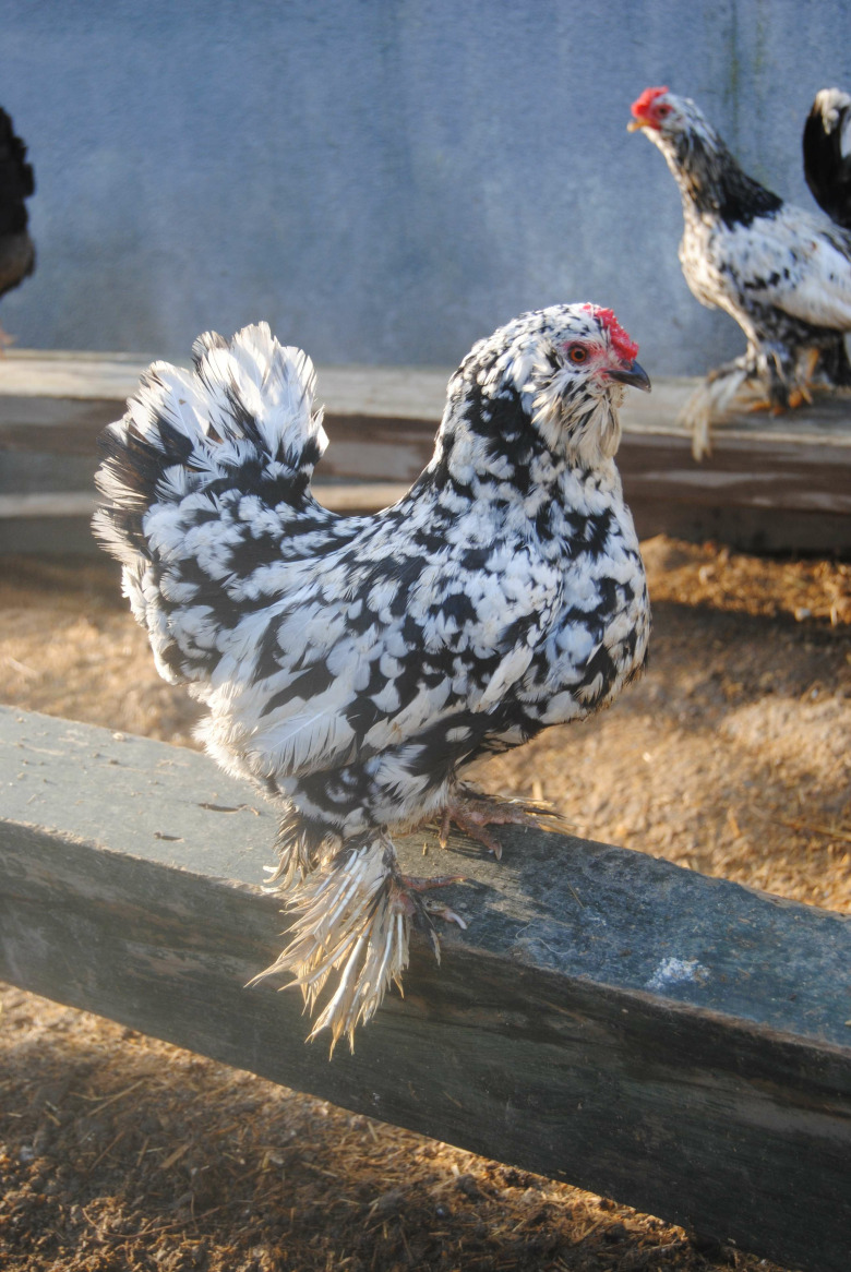 İspenç Kuluçkalik Yumurta