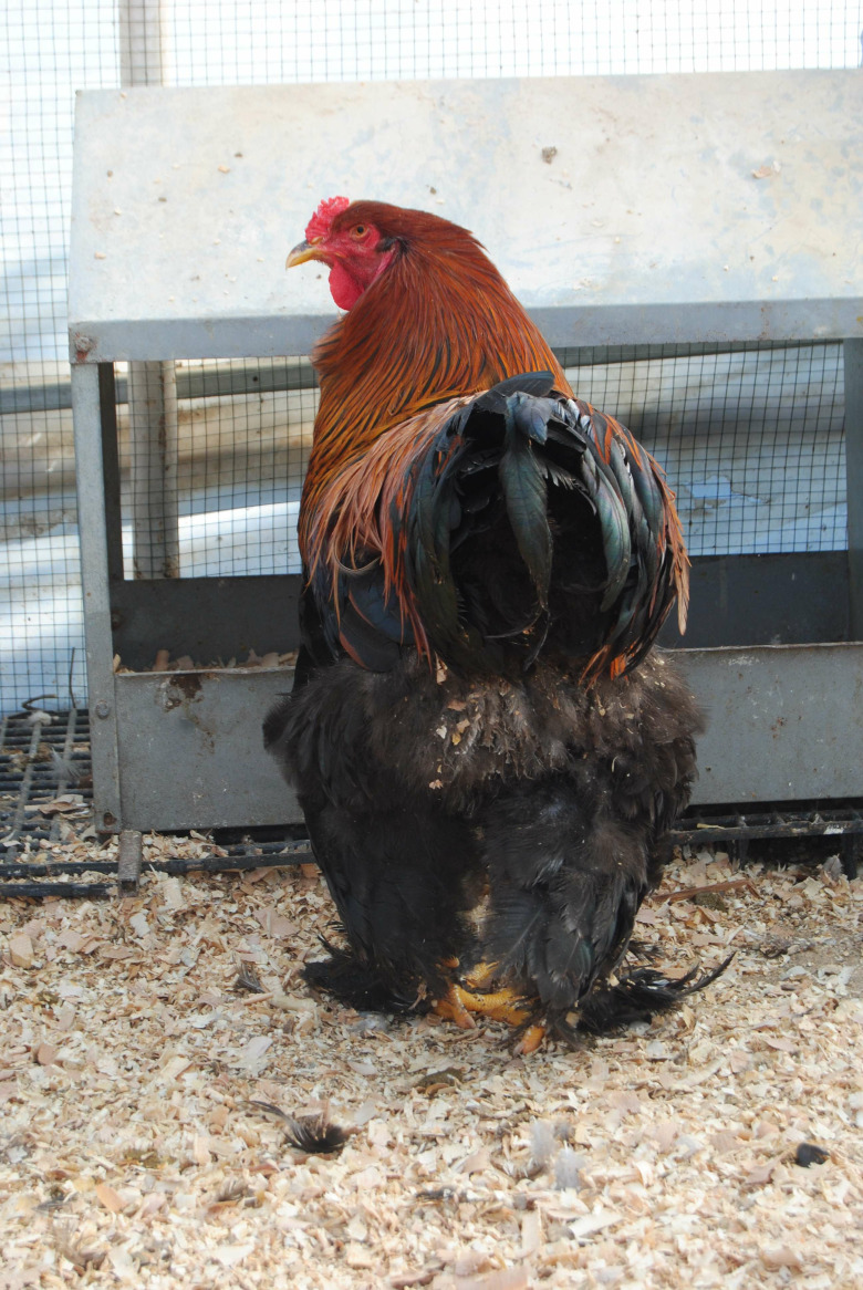 Gold Brahma Kuluçkalik Yumurta