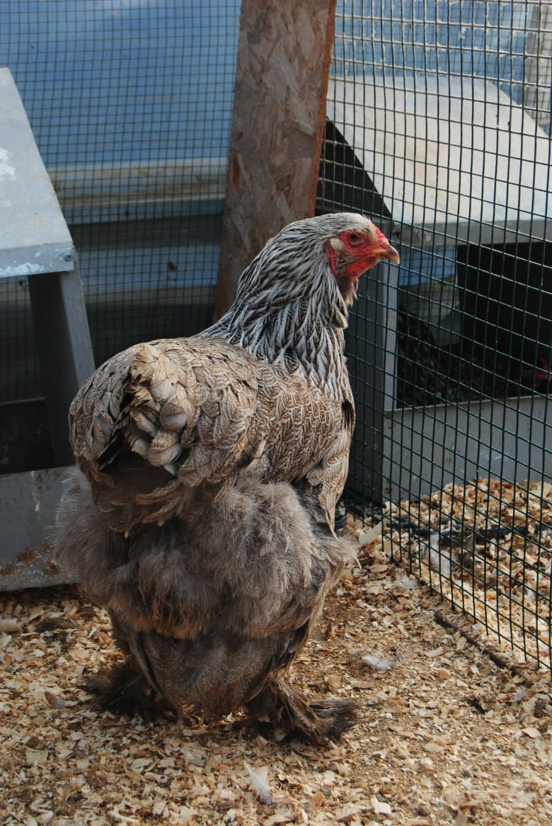 Blue Silver Orange Brahma Kuluçkalık Yumurta
