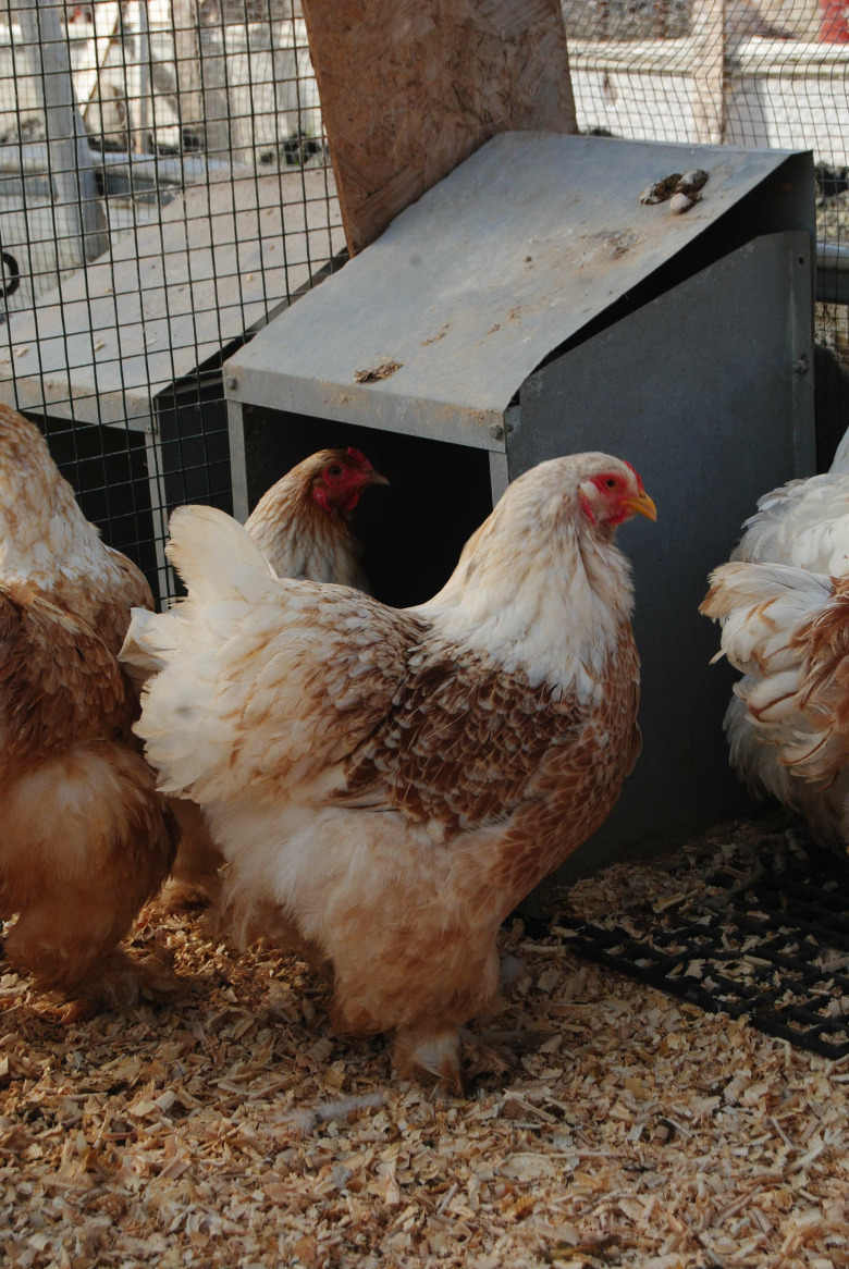 Buff Laced Brahma Kuluçkalık Yumurta