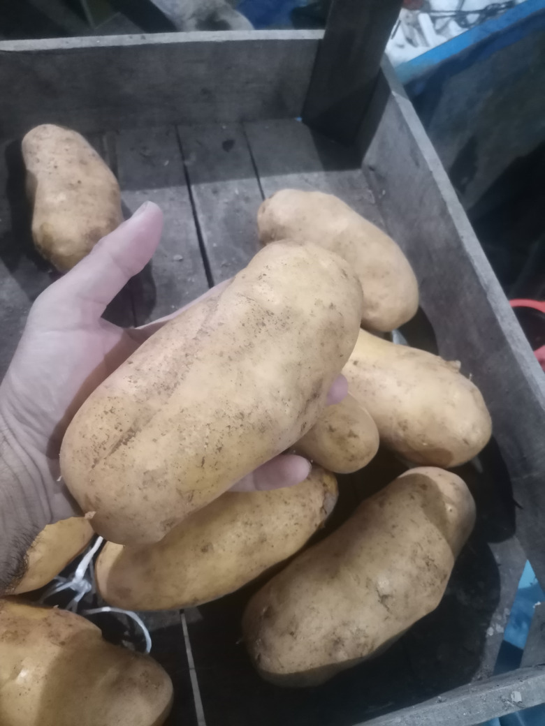 Kumpir Agria Kumpirlik Patates