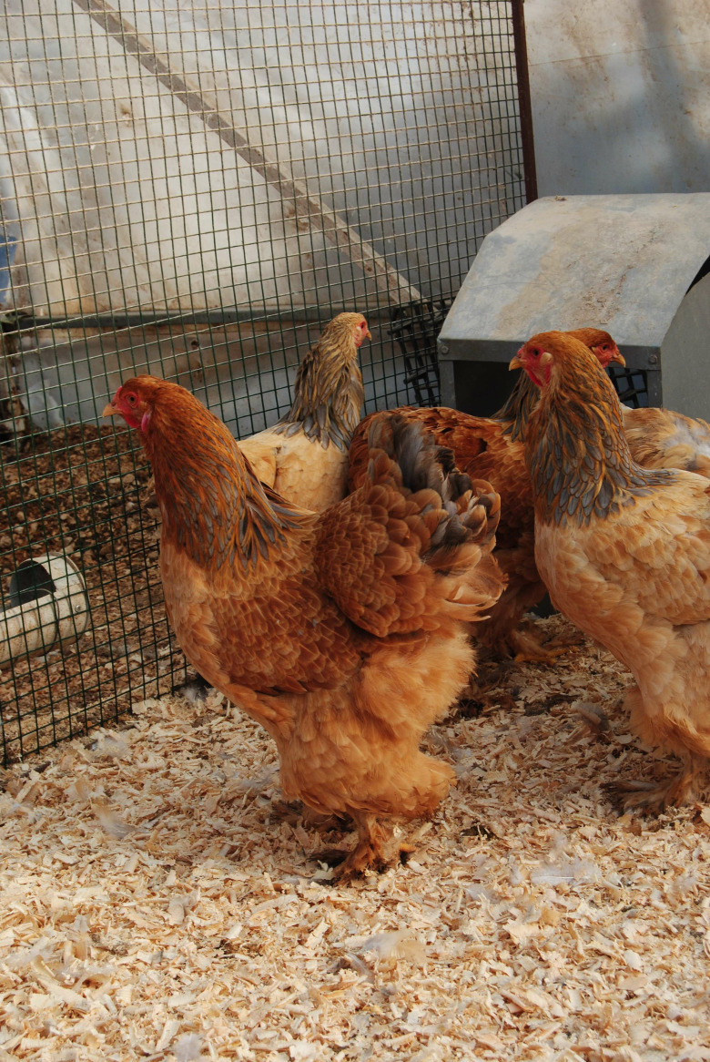 Buff Brahma Kuluçkalık Yumurta