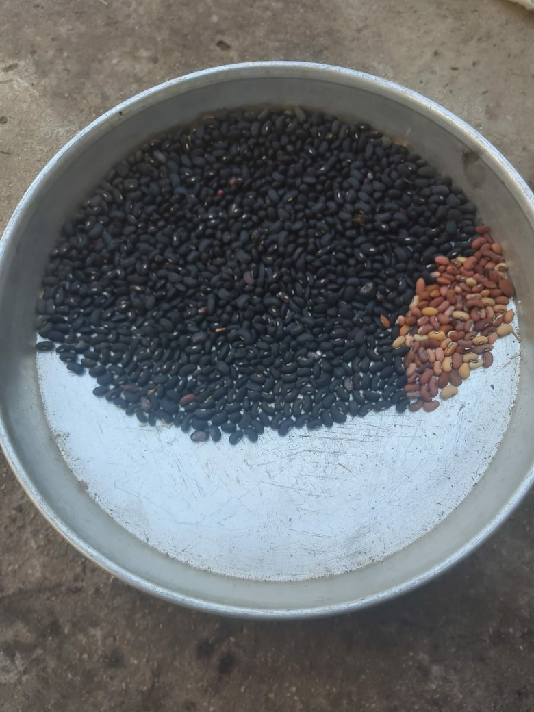 Börülce Tohumu Kırmızı (20 Gram)