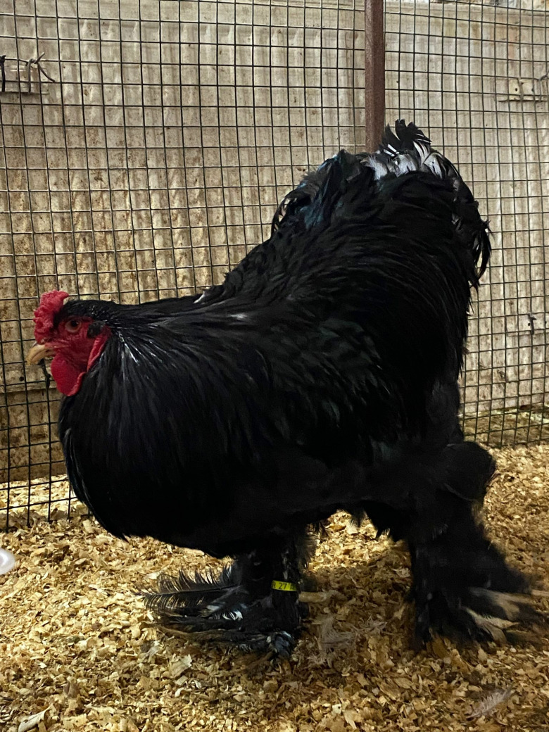 Black Blue Brahma Kuluçkalık Yumurta Paylaşımı