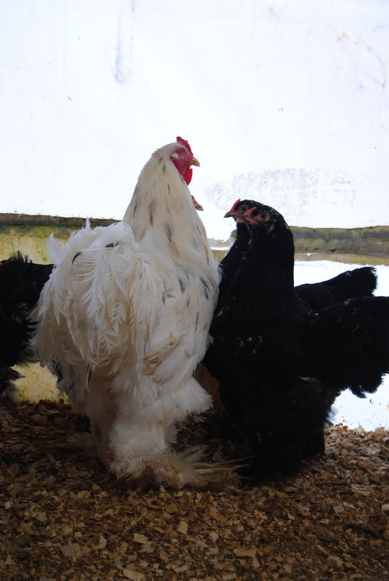 Black Modled Brahma Kuluçkalık Yumurta