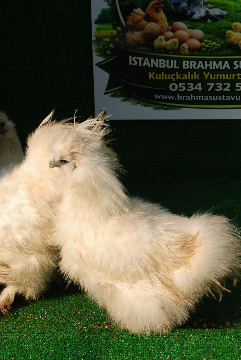 Hollanda Habeş Kuluçkalık Yumurta