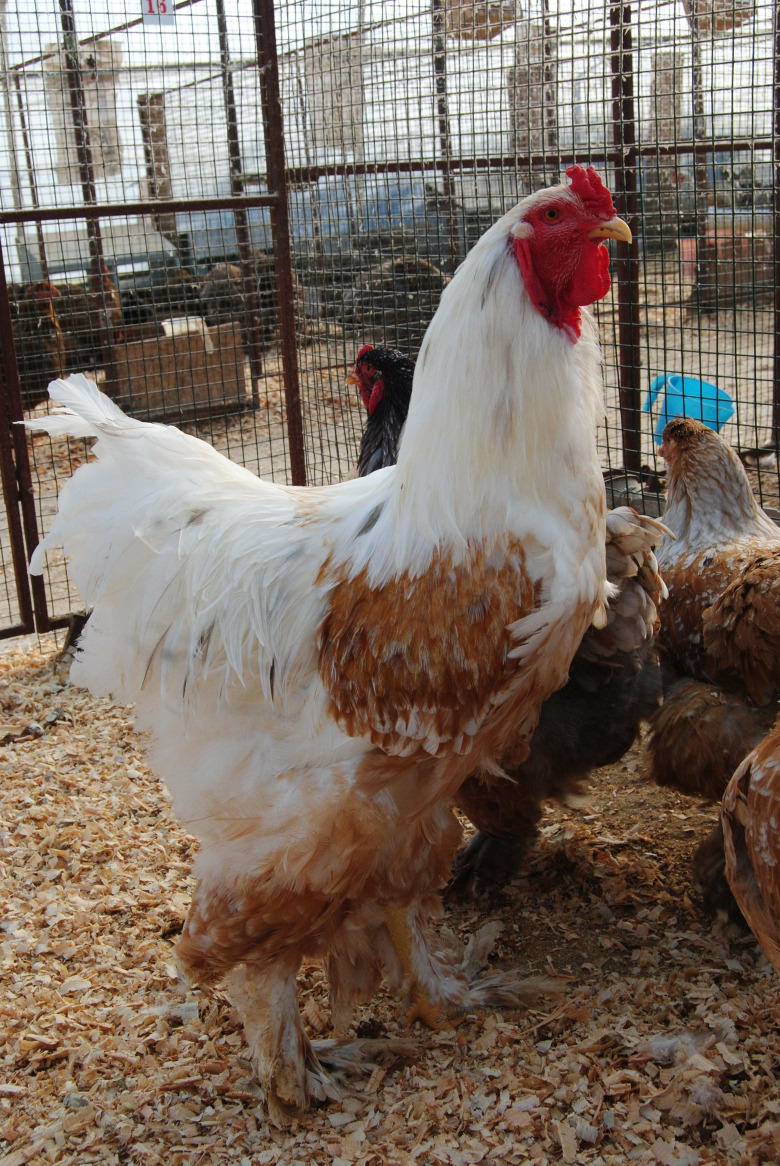 Blue Porselen Brahma Kuluçkalık Yumurta