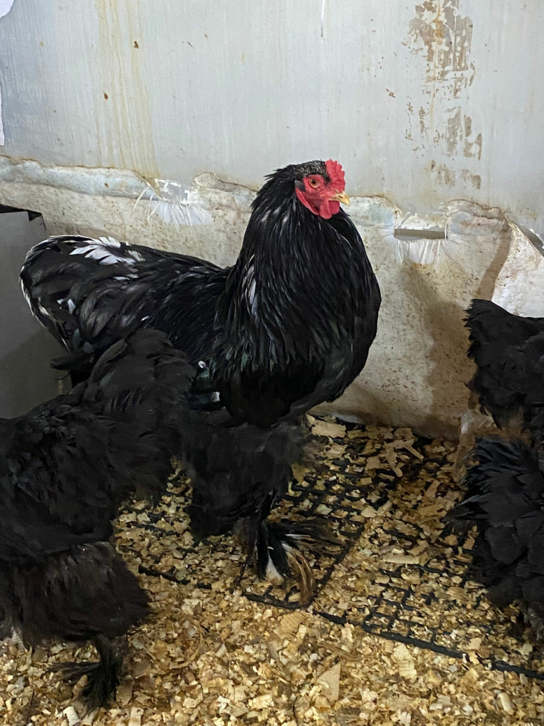 Black Brahma Kuluçkalık Yumurta