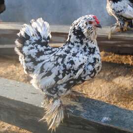 İspenç Kuluçkalik Yumurta