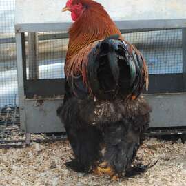 Gold Brahma Kuluçkalik Yumurta