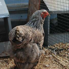 Blue Silver Orange Brahma Kuluçkalık Yumurta