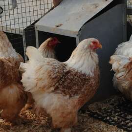 Buff Laced Brahma Kuluçkalık Yumurta