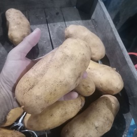 Kumpir Agria Kumpirlik Patates