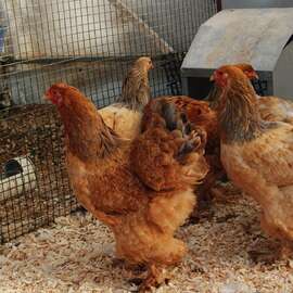 Buff Brahma Kuluçkalık Yumurta