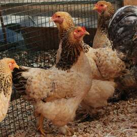 Buff Barret Brahma Kuluçkalık Yumurta