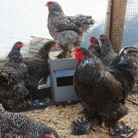 Coco Brahma Kuluçkalik Yumurta