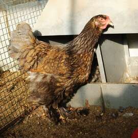 Gold Laced Brahma Kuluçkalik Yumurta