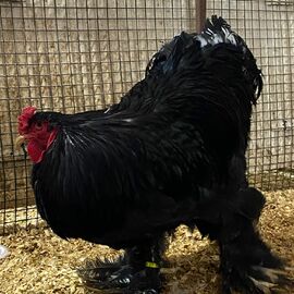 Black Blue Brahma Kuluçkalık Yumurta Paylaşımı