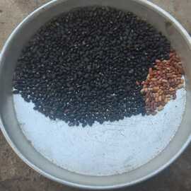 Börülce Tohumu Siyah (20 Gram)