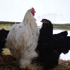 Black Modled Brahma Kuluçkalık Yumurta