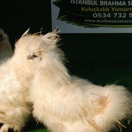 Hollanda Habeş Kuluçkalık Yumurta