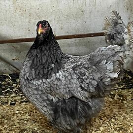 Blue Modled Brahma Kuluçkalık Yumurta